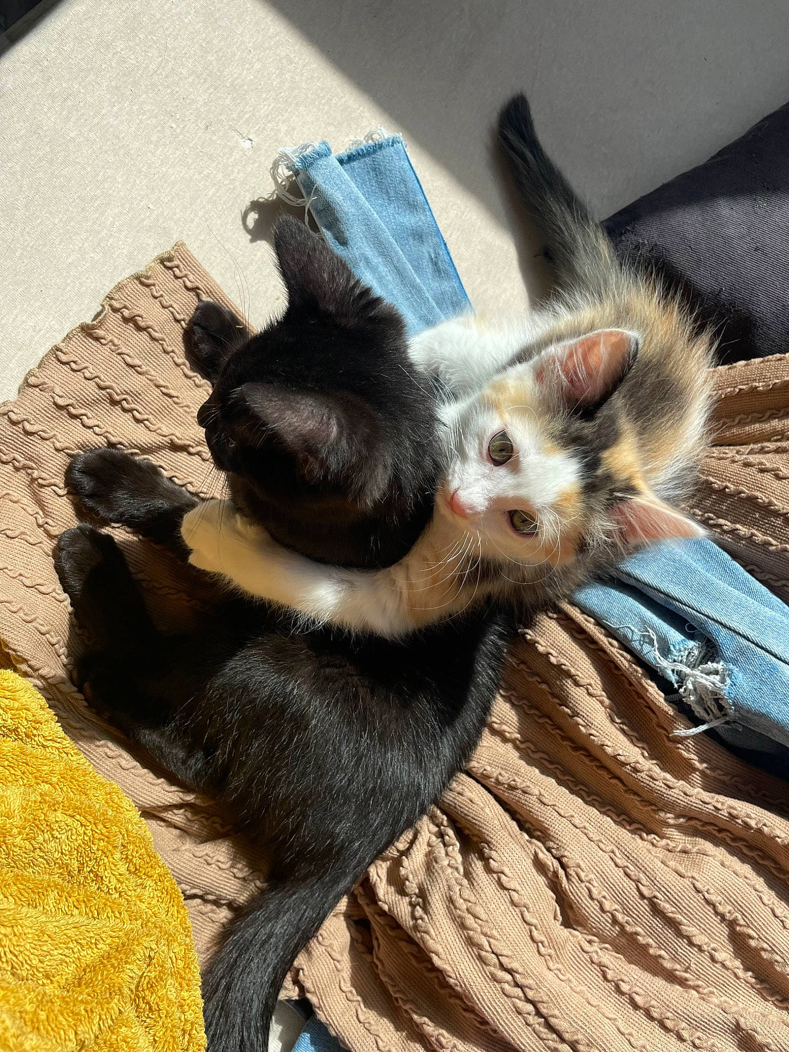 Ninoush participe au concours pour gagner de l'argent avec cette photo : canidae, claw, dog_breed, fawn, felidae, foot, fur, goats, landscape, paw, shadow, small_to_medium_sized_cats, snout, soil, tail, terrestrial_animal, whiskers, wildlife, wing, wood