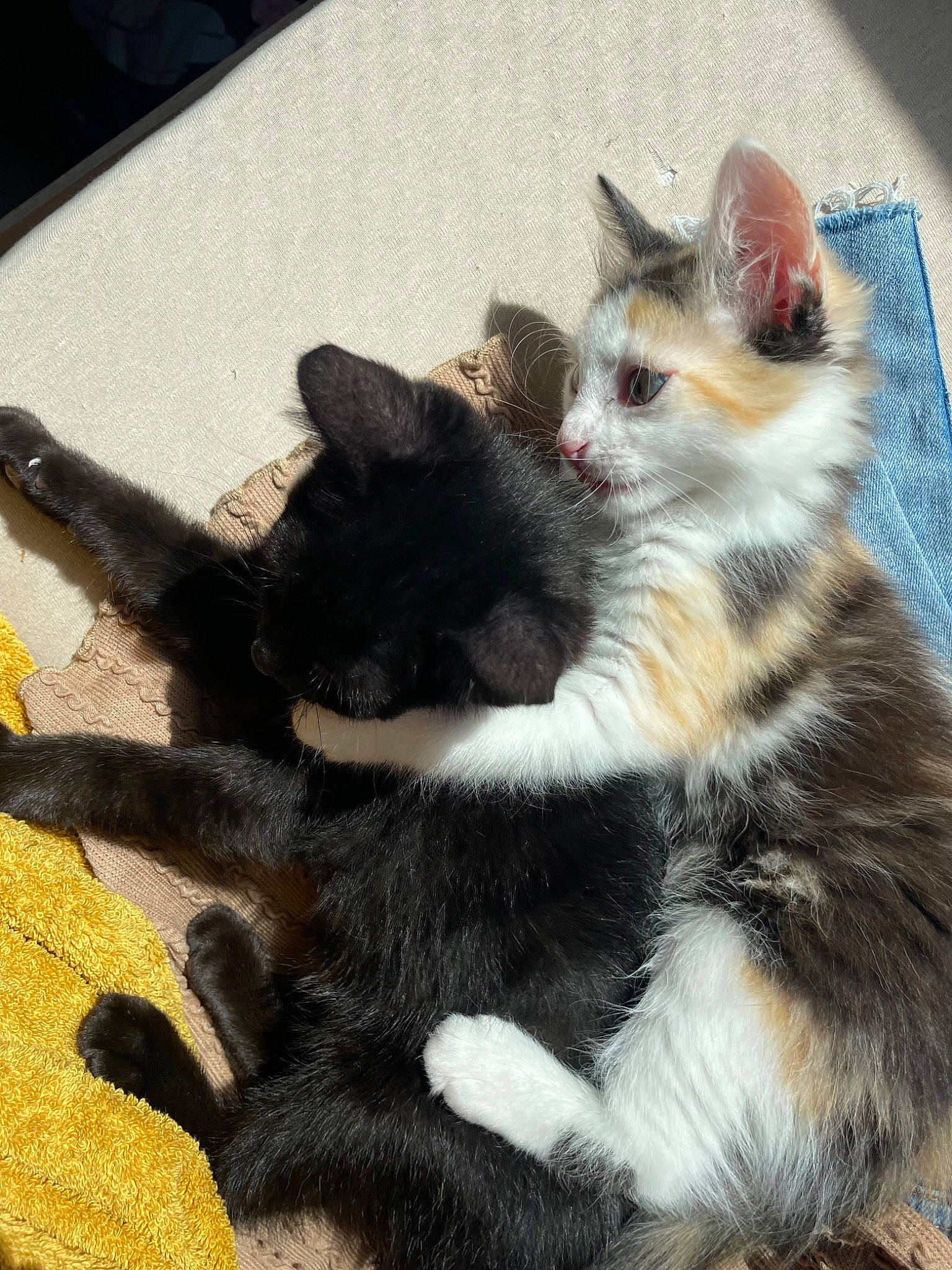 Ninoush participe au concours pour gagner de l'argent avec cette photo : carnivore, cat, claw, comfort, companion_dog, domestic_short_haired_cat, eye, felidae, foot, fur, paw, plant, sitting, small_to_medium_sized_cats, tail, terrestrial_animal, toy, tree, whiskers, window