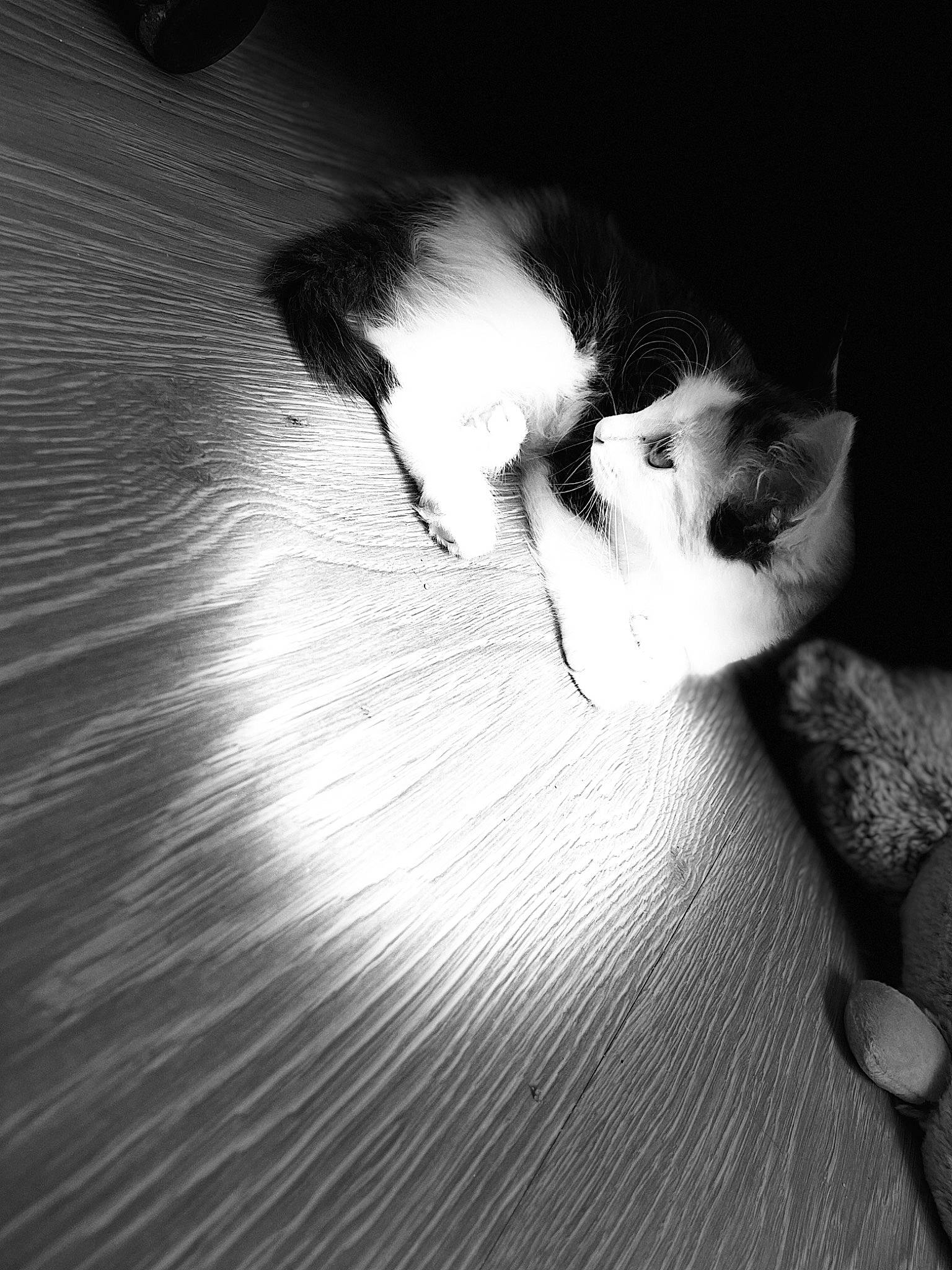Ninoush a rejoint le concours — aidez-le/la à gagner de superbes lots ! black, black_and_white, carnivore, cat, eye, felidae, flash_photography, flooring, grey, leg, monochrome, monochrome_photography, nose, small_to_medium_sized_cats, snout, style, tail, tints_and_shades, whiskers, wood