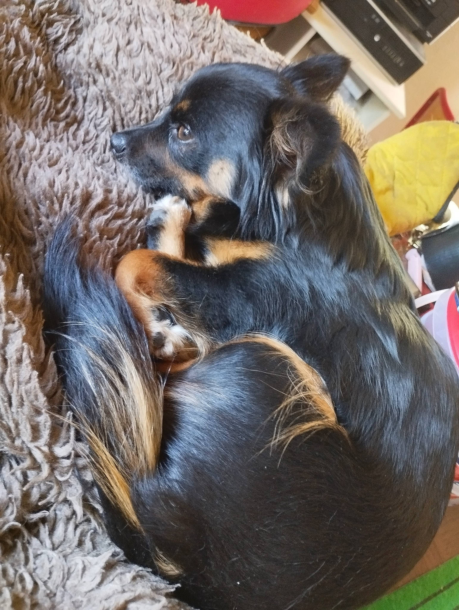 Tekila a rejoint le concours — aidez-le/la à gagner de superbes lots ! bag, canidae, carnivore, chair, companion_dog, dog, dog_breed, fawn, fur, king_charles_spaniel, liver, luggage_and_bags, puppy, snout, sporting_group, terrestrial_animal, toy_dog, whiskers, working_animal, working_dog