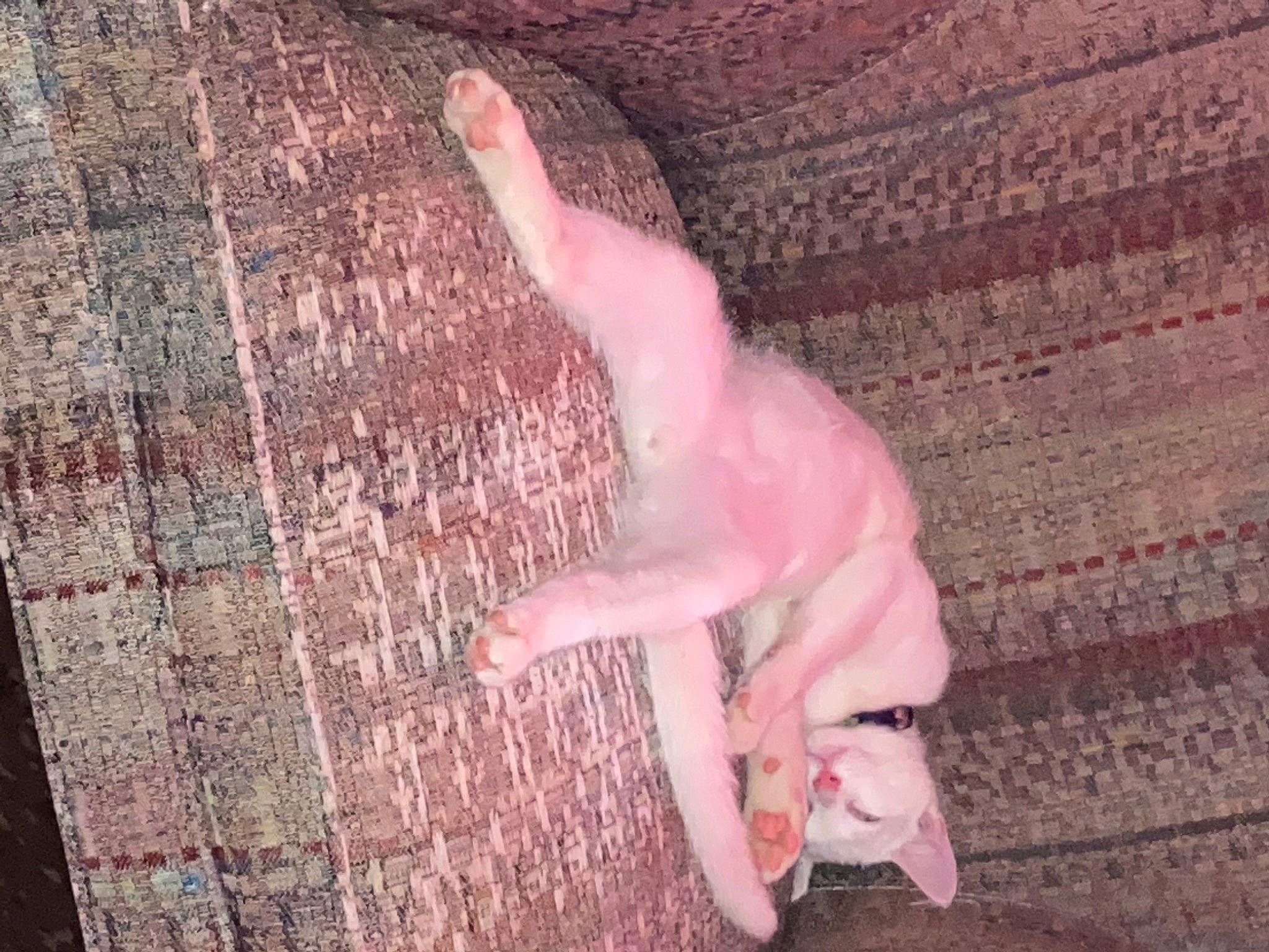 Athens joined the competition — help win amazing prizes! adventure, canidae, carnivore, companion_dog, dog, dog_breed, fawn, flesh, flooring, fur, guard_dog, hardwood, human_leg, magenta, non_sporting_group, paw, snout, sporting_group, tail, wood