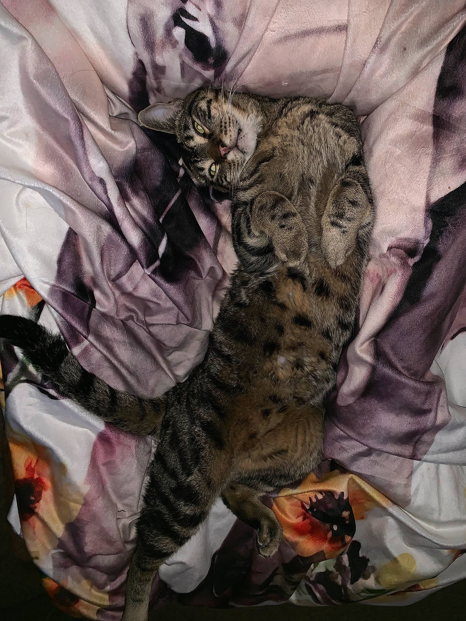 Calvin joined the competition — help win amazing prizes! big_cats, carnivore, cat, comfort, felidae, flesh, fur, grey, human_leg, linens, pattern, personal_protective_equipment, sleeve, small_to_medium_sized_cats, tail, thigh, top, whiskers