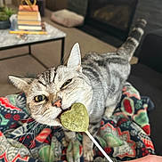 Luna is registered to the contest to win money with this photo: cat, tabby_cat, pet, animal, indoor, blanket, hand, treat, heart_shape, fur, whiskers, face, eyes, nose, mouth, playful, cozy, living_room, fireplace, furniture