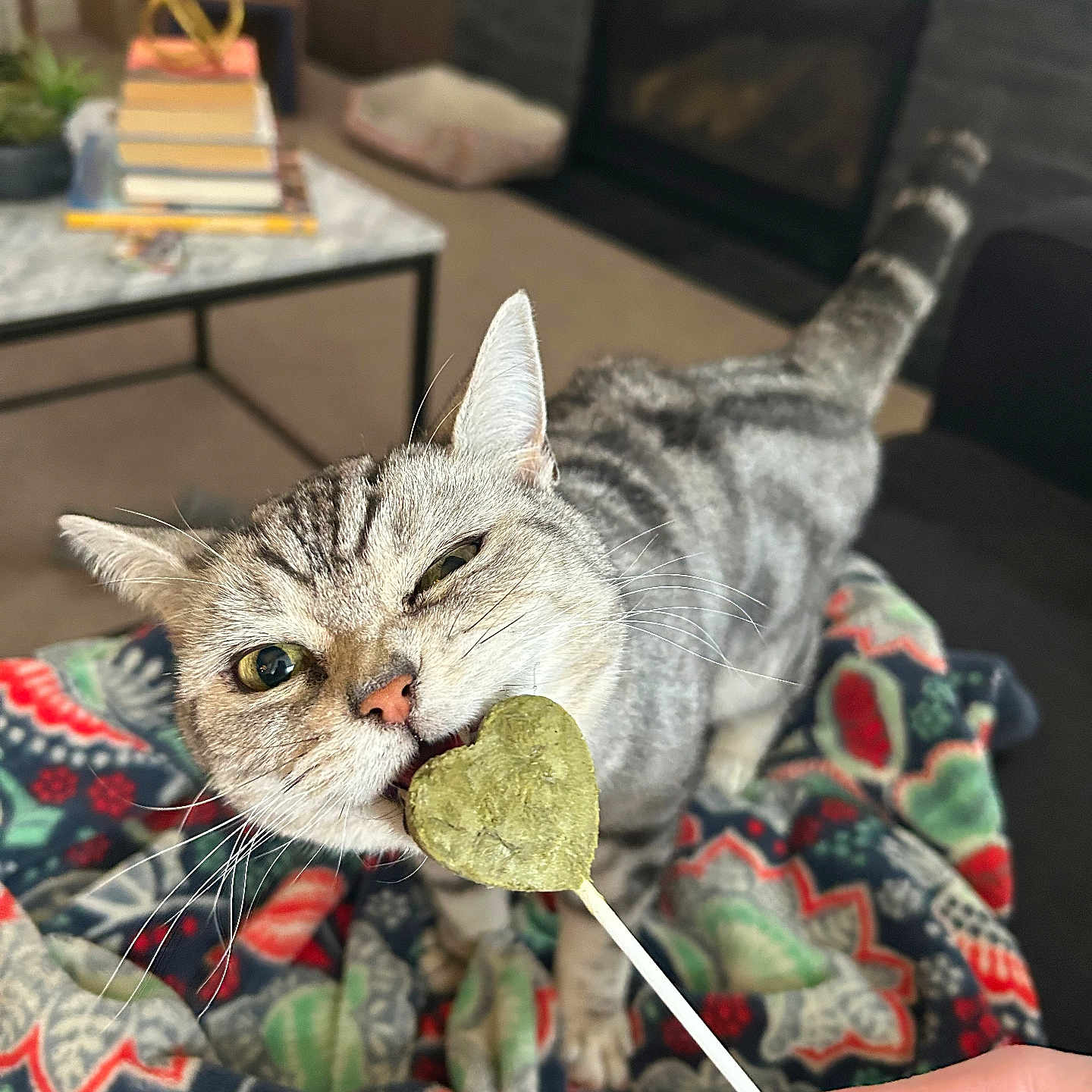 Luna is registered to the contest to win money with this photo: animal, blanket, cat, cozy, eyes, face, fireplace, fur, furniture, hand, heart_shape, indoor, living_room, mouth, nose, pet, playful, tabby_cat, treat, whiskers