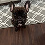 Allen is registered to the contest to win money with this photo: dog, french_bulldog, brindle, pet, portrait, close_up, indoors, kitchen, carpet, patterned_rug, hardwood_floor, ears, collar, collar_tag, looking_up, cute, small_dog, face, curious, adorable