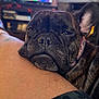 dog, french_bulldog, brindle, pet, muzzle, close_up, sleepy, relaxed, human_arm, indoors, living_room, tv, furniture, collar, whiskers, nose, portrait, cute, companion, nap