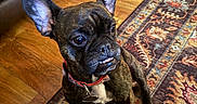 Allen joined the competition — help win amazing prizes! brindle, close_up, collar, curious, cute, dog, ears, eyes, french_bulldog, furniture, hardwood_floor, indoor, living_room, paw, pet, portrait, rug, sitting, smile, tag