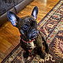 Allen joined the competition — help win amazing prizes! dog, french_bulldog, brindle, pet, indoor, rug, hardwood_floor, collar, tag, ears, sitting, portrait, close_up, paw, living_room, furniture, eyes, cute, curious, smile