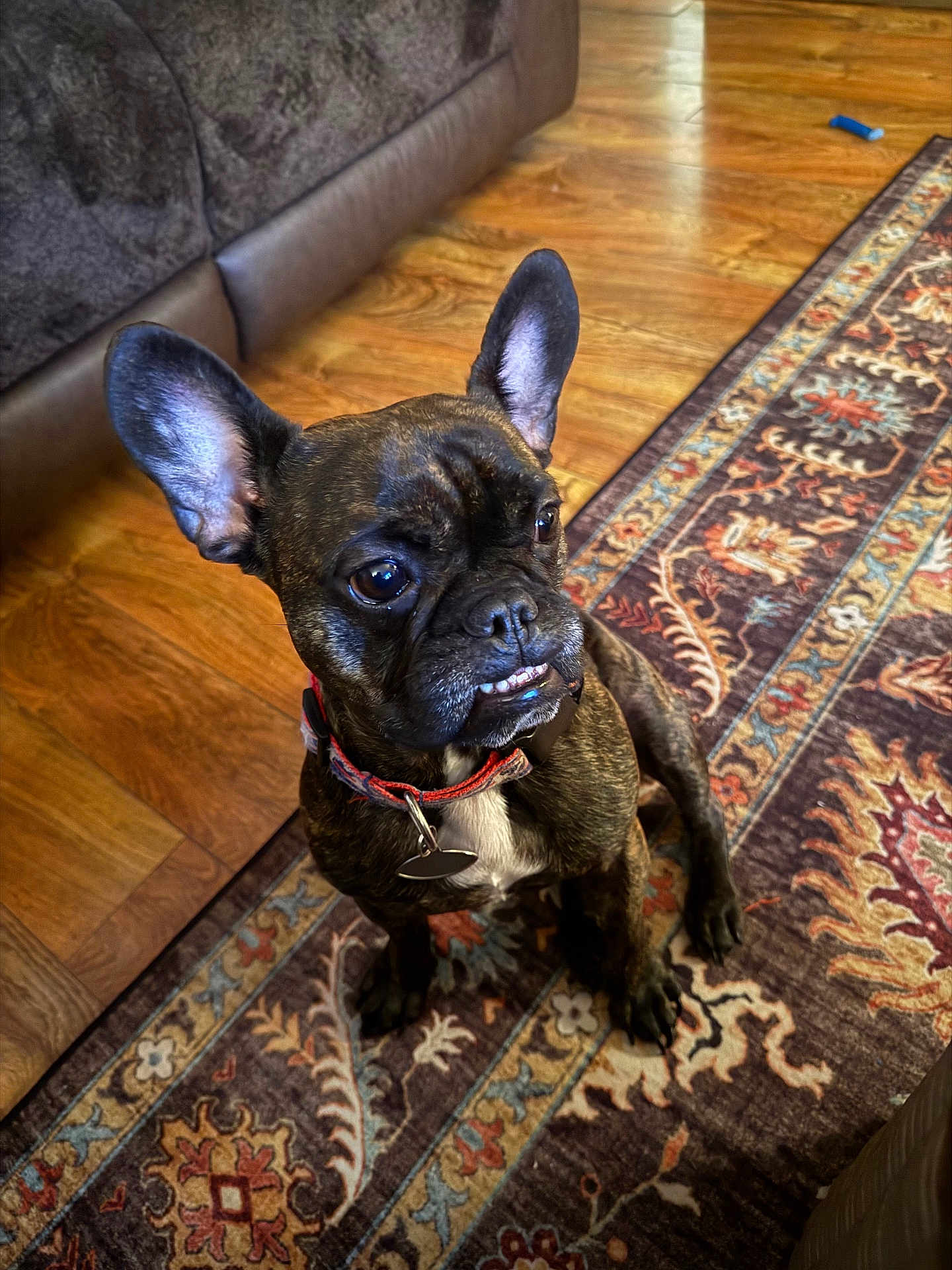 Allen joined the competition — help win amazing prizes! dog, french_bulldog, brindle, pet, indoor, rug, hardwood_floor, collar, tag, ears, sitting, portrait, close_up, paw, living_room, furniture, eyes, cute, curious, smile
