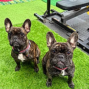 Allen is registered to the contest to win money with this photo: dog, french_bulldog, pet, brindle, artificial_grass, turf, bench, weight_bench, gym_equipment, indoor, collar, dog_tag, pair, sitting, ears, wide_eyes, close_up, paw, cute, attention