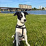 animal, black_and_white, bridge, building, canine, cityscape, daylight, dog, grass, harness, heterochromia, leash, nature, outdoor, pet, river, sitting, sky, urban, water