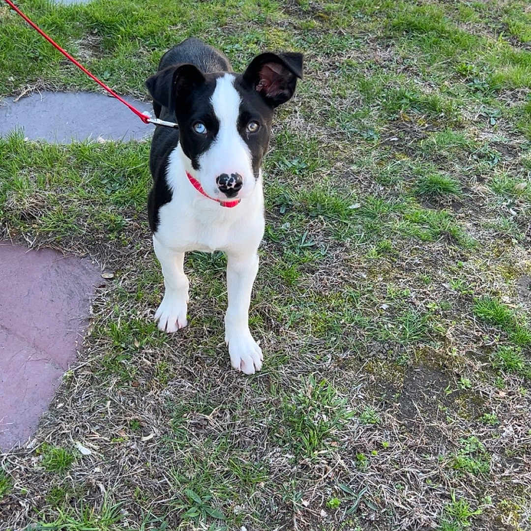 Koda joined the competition — help win amazing prizes! alert, animal, black_and_white, canine, chain_link_fence, collar, curious, daylight, dog, ear, grass, ground, leash, nature, outdoor, pet, puppy, stepping_stone, yard, young_dog