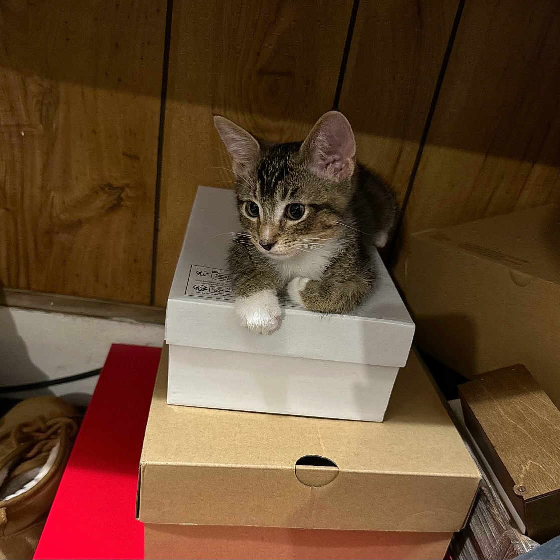 Simba