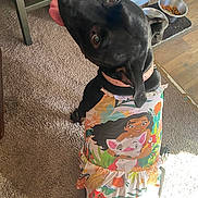 Kiara joined the competition — help win amazing prizes! dog, black_dog, pet, clothing, dress, cartoon_print, indoor, carpet, food_bowl, tongue_out, looking_back, floor, playful, cute, animal, collar, home, colorful, furniture, light