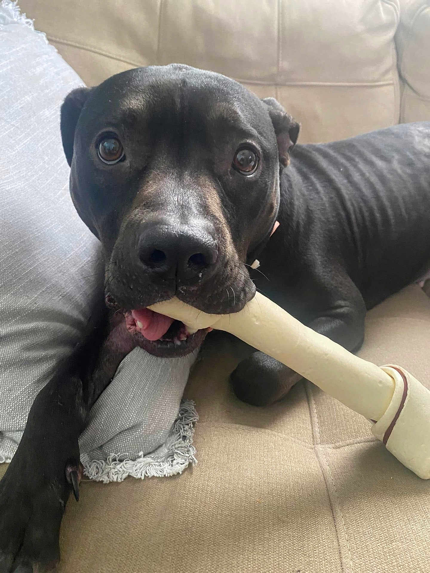 Kiara is registered to the contest to win money with this photo: dog, black_dog, bone, toy, couch, indoor, pet, animal, playful, canine, mouth, paw, fur, looking, resting, domestic_animal, closeup, cute, companion, relaxed