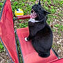 Buddy is registered to the contest to win money with this photo: cat, tuxedo_cat, chair, outdoor, volleyball, leafy_ground, whiskers, black_fur, white_fur, yawning, mouth_open, animal, pet, nature, grass, seat, relaxing, playful, daylight, metal_frame