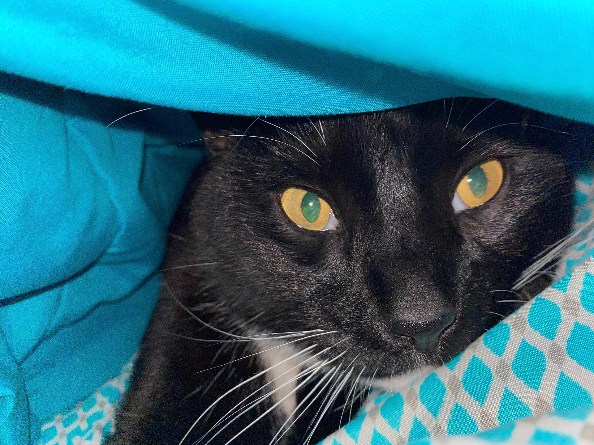 Buddy is registered to the contest to win money with this photo: cat, black_cat, whiskers, close_up, eyes, blanket, turquoise, fabric, pet, animal, fur, cute, cozy, indoor, portrait, face, feline, curious, resting, soft