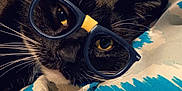 Buddy is registered to the contest to win money with this photo: cat, black_cat, glasses, blanket, patterned_blanket, whiskers, close_up, indoor, pet, cute, relaxed, yellow_eyes, fur, animal, portrait, cozy, resting, bed, domestic_cat, funny