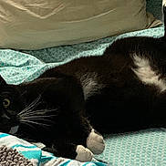 Buddy joined the competition — help win amazing prizes! cat, black_cat, white_paws, whiskers, bed, blue_bedspread, pillow, blanket, indoor, pet, feline, relaxed, playful, curious, lying_down, cozy, domestic_animal, fur, raised_leg, resting