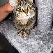 Naya participe au concours pour gagner de l'argent avec cette photo : cat, tabby, pet, hand, cat_tree, feline, indoor, fur, green_eyes, cute, animal, comfort, cozy, gray, resting, whiskers, paws, portrait, domestic_cat, soft