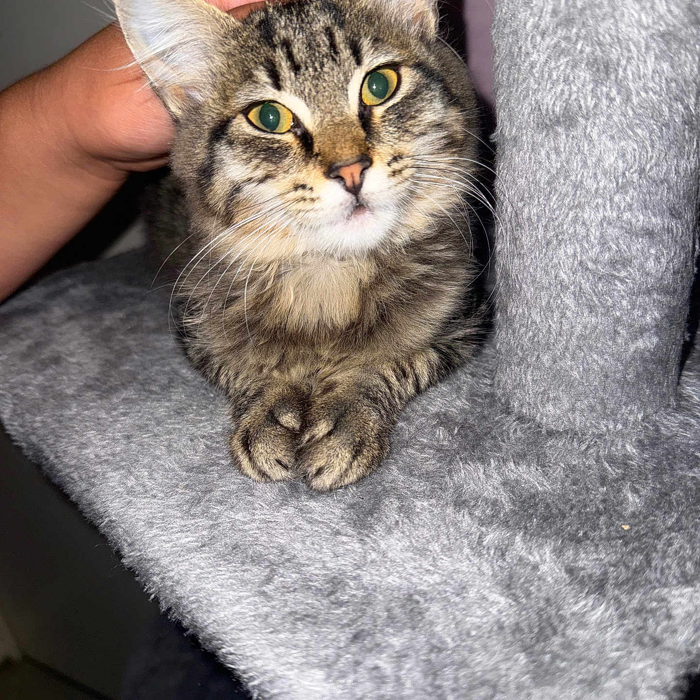 Naya participe au concours pour gagner de l'argent avec cette photo : animal, cat, cat_tree, comfort, cozy, cute, domestic_cat, feline, fur, gray, green_eyes, hand, indoor, paws, pet, portrait, resting, soft, tabby, whiskers