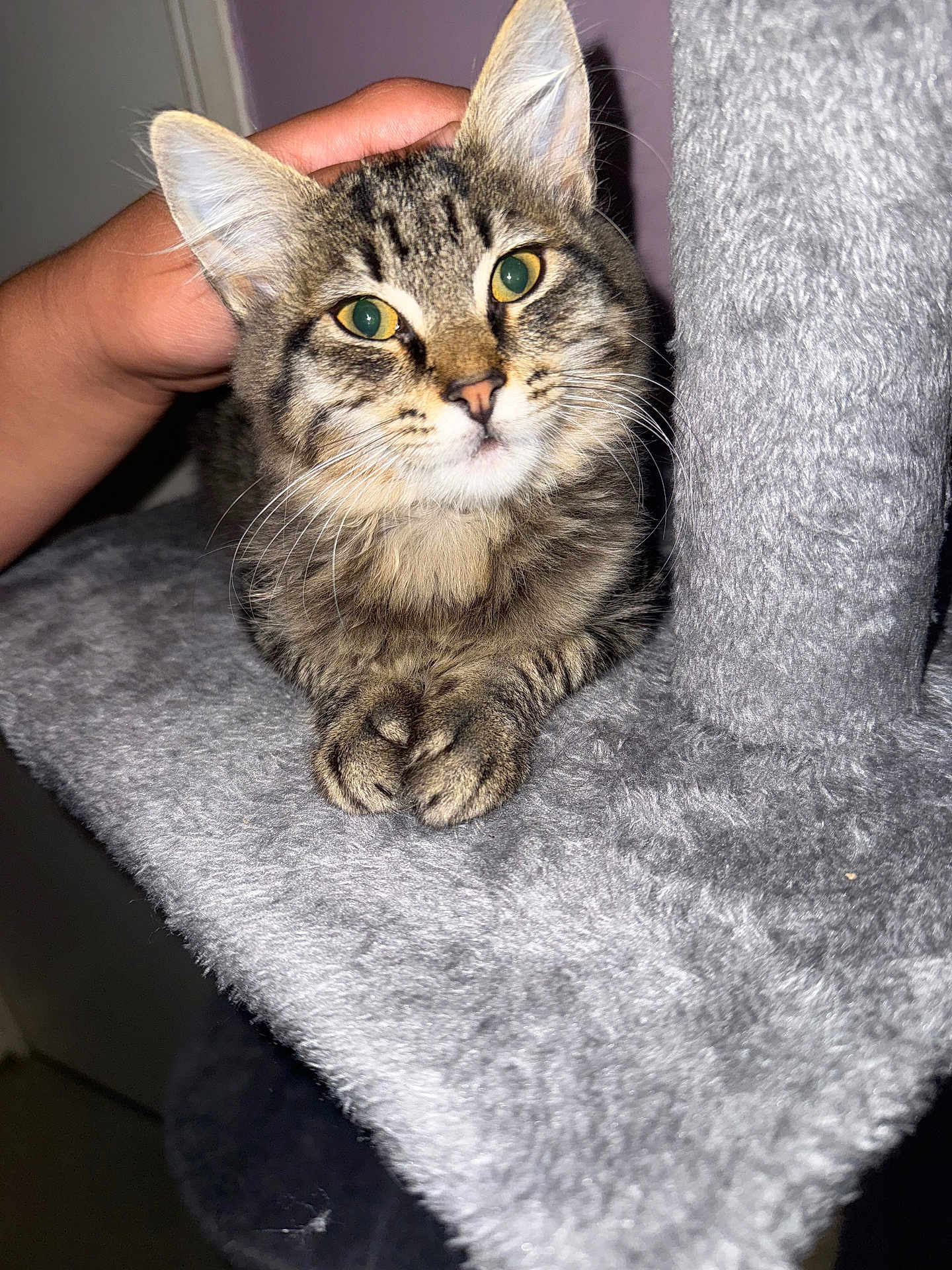 Naya participe au concours pour gagner de l'argent avec cette photo : cat, tabby, pet, hand, cat_tree, feline, indoor, fur, green_eyes, cute, animal, comfort, cozy, gray, resting, whiskers, paws, portrait, domestic_cat, soft
