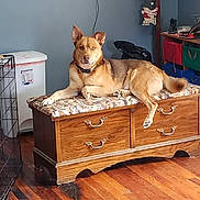 Woody is registered to the contest to win money with this photo: dog, animal, pet, indoor, furniture, wooden_chest, cushion, floor, hardwood_floor, storage_bins, blue_wall, crate, collar, canine, living_room, decor, household, relaxed, looking_at_camera, domestic