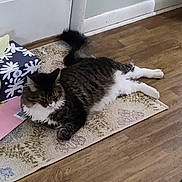 Cardi is registered to the contest to win money with this photo: cat, tabby, fluffy, indoor, rug, door, wooden_floor, tissue_box, envelope, pet, animal, relaxed, laying_down, feline, domestic, cozy, home, floor, tail, whiskers