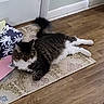 animal, cat, cozy, domestic, door, envelope, feline, floor, fluffy, home, indoor, laying_down, pet, relaxed, rug, tabby, tail, tissue_box, whiskers, wooden_floor