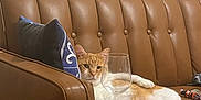 Bandaid is registered to the contest to win money with this photo: animal, blue_pillow, brown_couch, casual, cat, cracked_wall, domestic, feline, furniture, indoor, leather_couch, living_room, lying_down, orange_cat, pet, pillow, relaxed, resting, white_cat, wine_glass