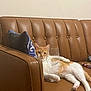 animal, blue_pillow, brown_couch, casual, cat, cracked_wall, domestic, feline, furniture, indoor, leather_couch, living_room, lying_down, orange_cat, pet, pillow, relaxed, resting, white_cat, wine_glass