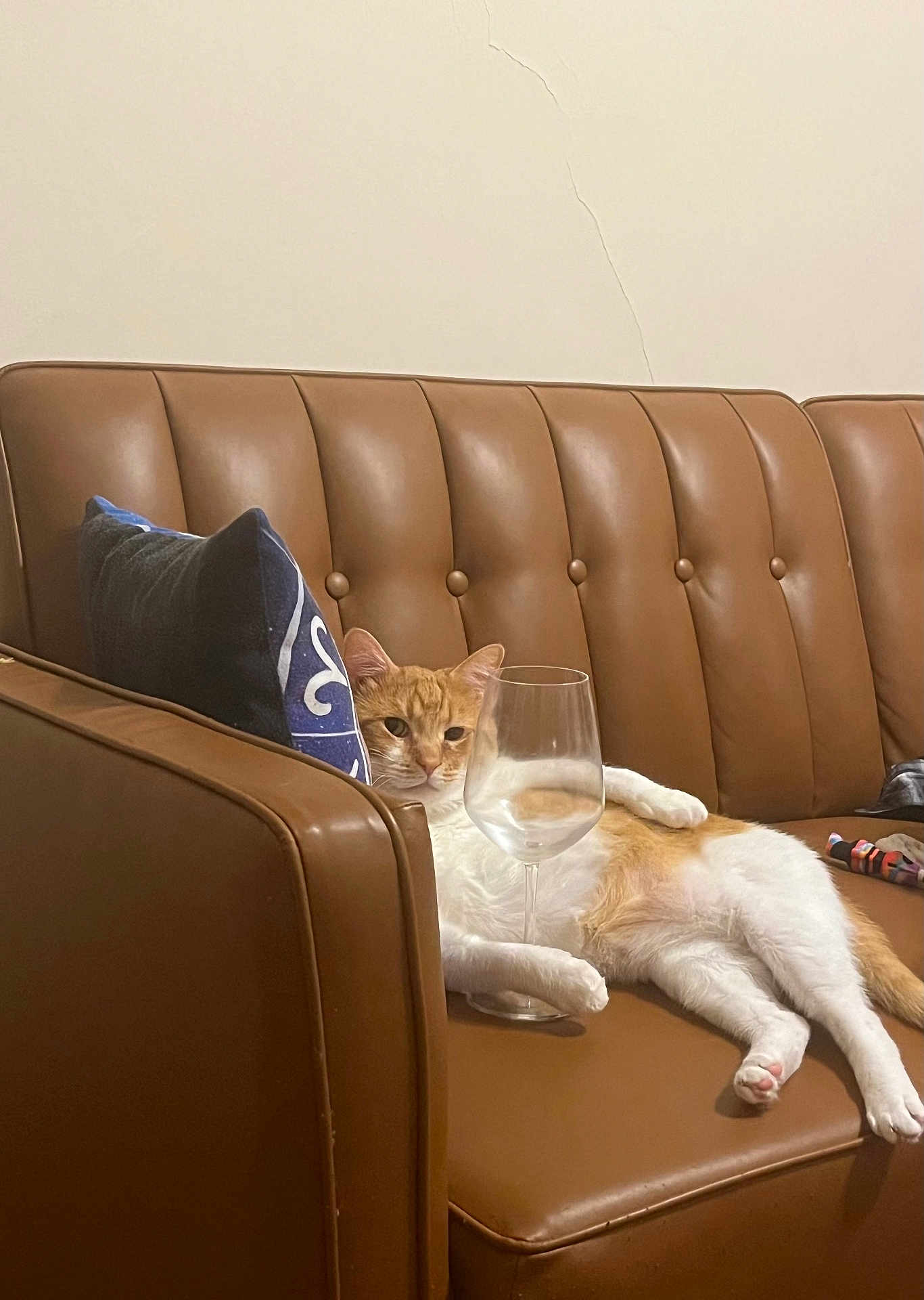 Bandaid is registered to the contest to win money with this photo: animal, blue_pillow, brown_couch, casual, cat, cracked_wall, domestic, feline, furniture, indoor, leather_couch, living_room, lying_down, orange_cat, pet, pillow, relaxed, resting, white_cat, wine_glass