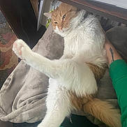 Bandaid is registered to the contest to win money with this photo: animal, blanket, cat, comfort, couch, cozy, domestic, feline, fur, green_sleeve, home, indoor, orange_and_white_cat, paw, person_arm, pet, relaxed, resting, stretching, tail