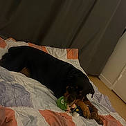 Bella a rejoint le concours — aidez-le/la à gagner de superbes lots ! bed, bedroom, black_and_tan, blanket, cozy, dim_lighting, dog, home, indoors, lying_down, mario, pet, playful, plush_toy, portrait, quilt, relaxed, rottweiler, sleeping, stuffed_animal