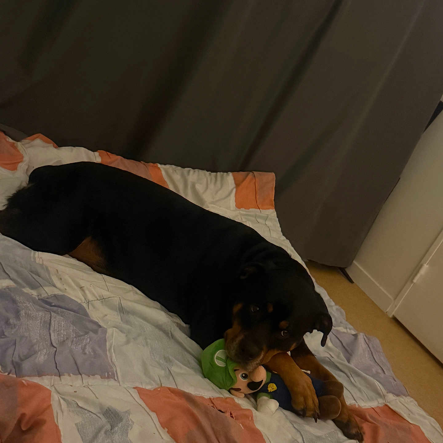 Bella