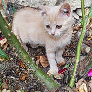 Vanille participe au concours pour gagner de l'argent avec cette photo : kitten, cat, animal, outdoor, garden, plant, leaf, stone_wall, curious, young, fur, nature, thorn, soil, greenery, small, pet, wildlife, cute, exploring