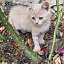 kitten, cat, animal, outdoor, garden, plant, leaf, stone_wall, curious, young, fur, nature, thorn, soil, greenery, small, pet, wildlife, cute, exploring