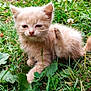kitten, cat, grass, outdoor, pet, animal, young, cute, furry, scratching, nature, greenery, small, sleepy, beige, paw, closeup, leaf, wildflower, background_blur
