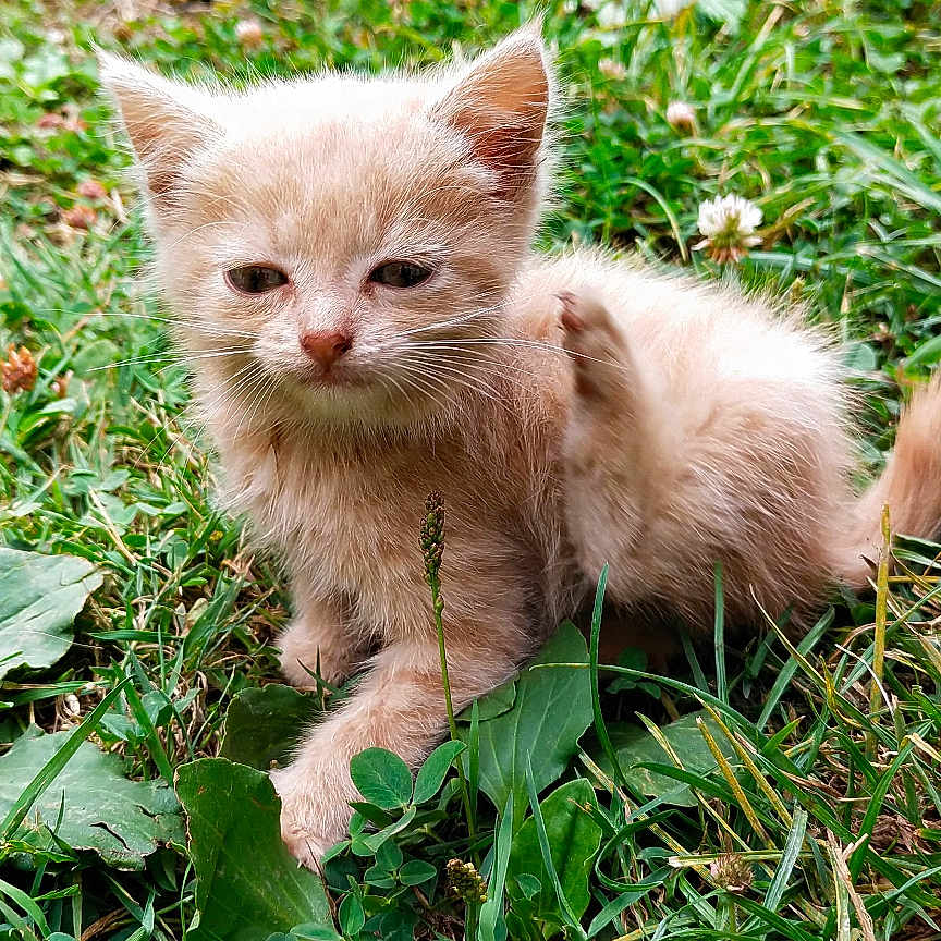 Caramel a rejoint le concours — aidez-le/la à gagner de superbes lots ! animal, background_blur, beige, cat, closeup, cute, furry, grass, greenery, kitten, leaf, nature, outdoor, paw, pet, scratching, sleepy, small, wildflower, young