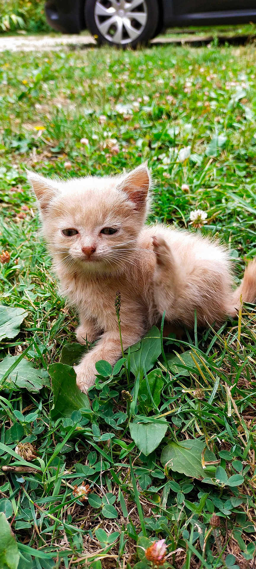 Caramel a rejoint le concours — aidez-le/la à gagner de superbes lots ! kitten, cat, grass, outdoor, pet, animal, young, cute, furry, scratching, nature, greenery, small, sleepy, beige, paw, closeup, leaf, wildflower, background_blur