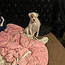 dog, pet, white_dog, bed, pink_blanket, comforter, headboard, studded_headboard, pillow, sitting, indoor, bedroom, furniture, upholstery, cozy, blanket, spot_on_face, looking_at_camera, domestic_animal, human_partial
