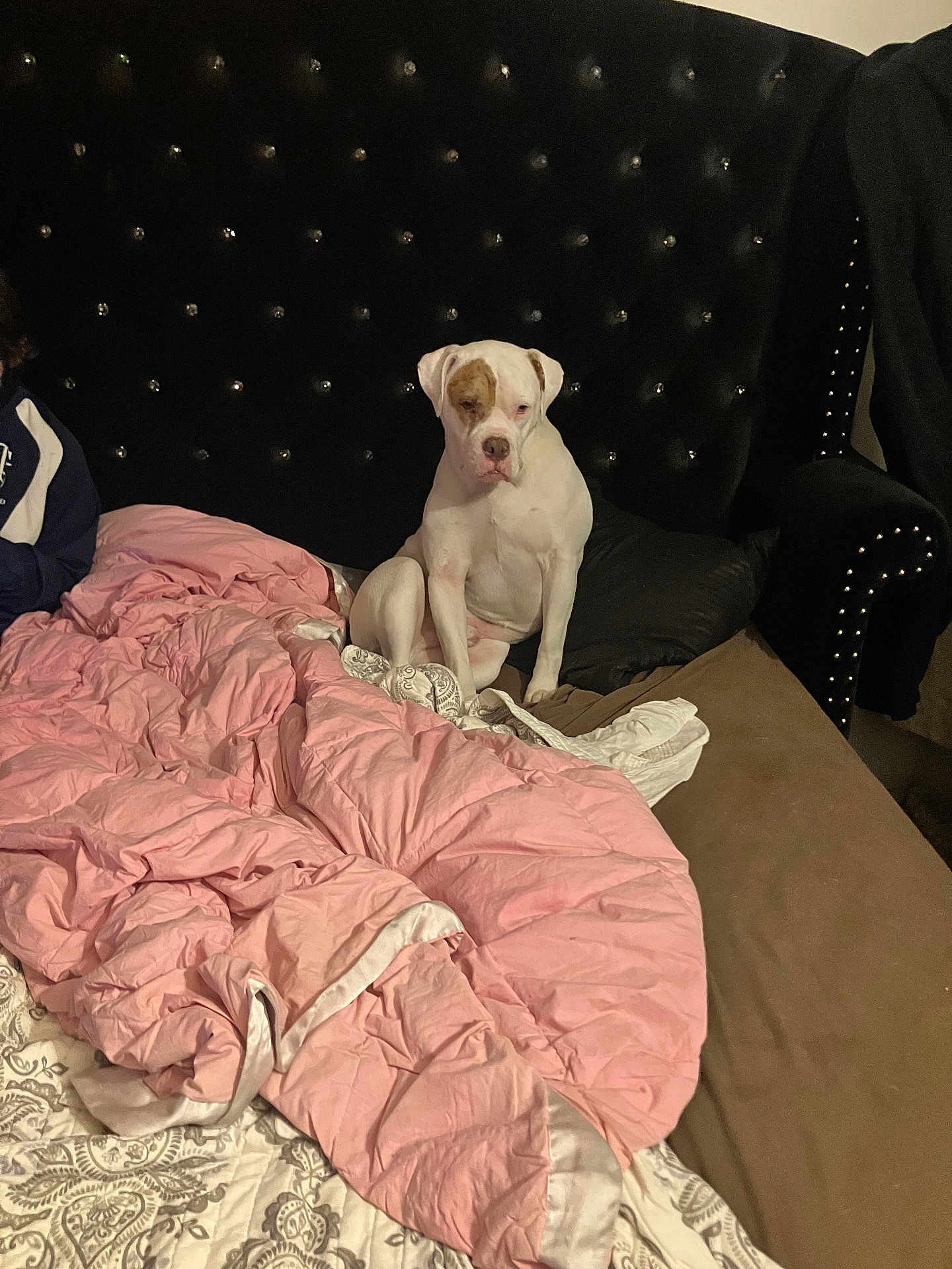 Kilo is registered to the contest to win money with this photo: dog, pet, white_dog, bed, pink_blanket, comforter, headboard, studded_headboard, pillow, sitting, indoor, bedroom, furniture, upholstery, cozy, blanket, spot_on_face, looking_at_camera, domestic_animal, human_partial