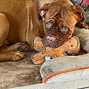 Matty participe au concours pour gagner de l'argent avec cette photo : dog, brown_dog, plush_toy, gingerbread_man, dog_bed, indoor, pet, animal, cozy, relaxed, fur, cute, canine, toy, comfort, floor_tile, snout, ears, paw, resting