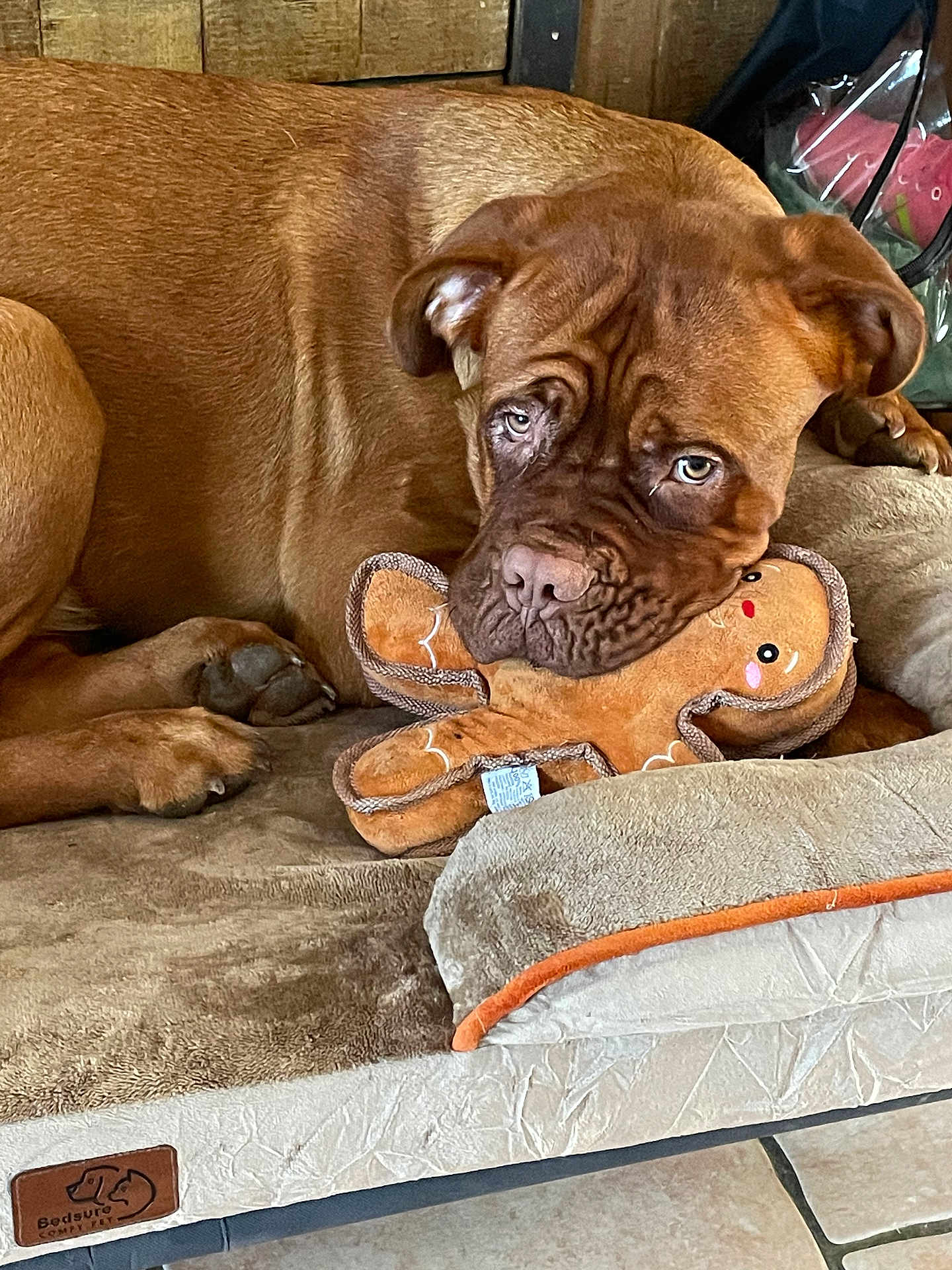Matty participe au concours pour gagner de l'argent avec cette photo : dog, brown_dog, plush_toy, gingerbread_man, dog_bed, indoor, pet, animal, cozy, relaxed, fur, cute, canine, toy, comfort, floor_tile, snout, ears, paw, resting