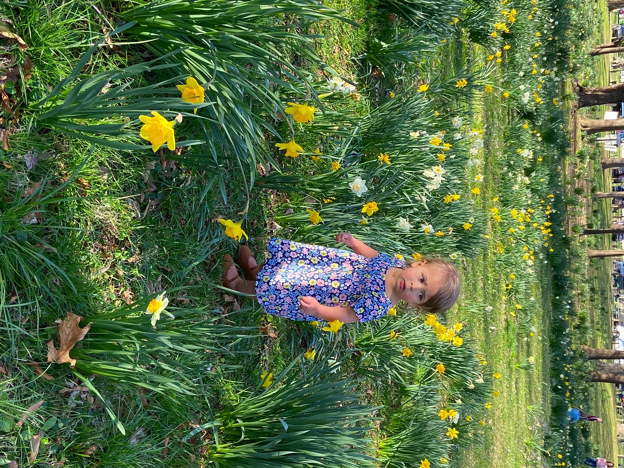 Sophia is registered to the contest to win money with this photo: annual_plant, botany, electric_blue, flower, flowering_plant, garden, grass, grass_family, groundcover, leaf, meadow, people_in_nature, person, plant, prairie, shrub, terrestrial_plant, toddler, tree, vegetation