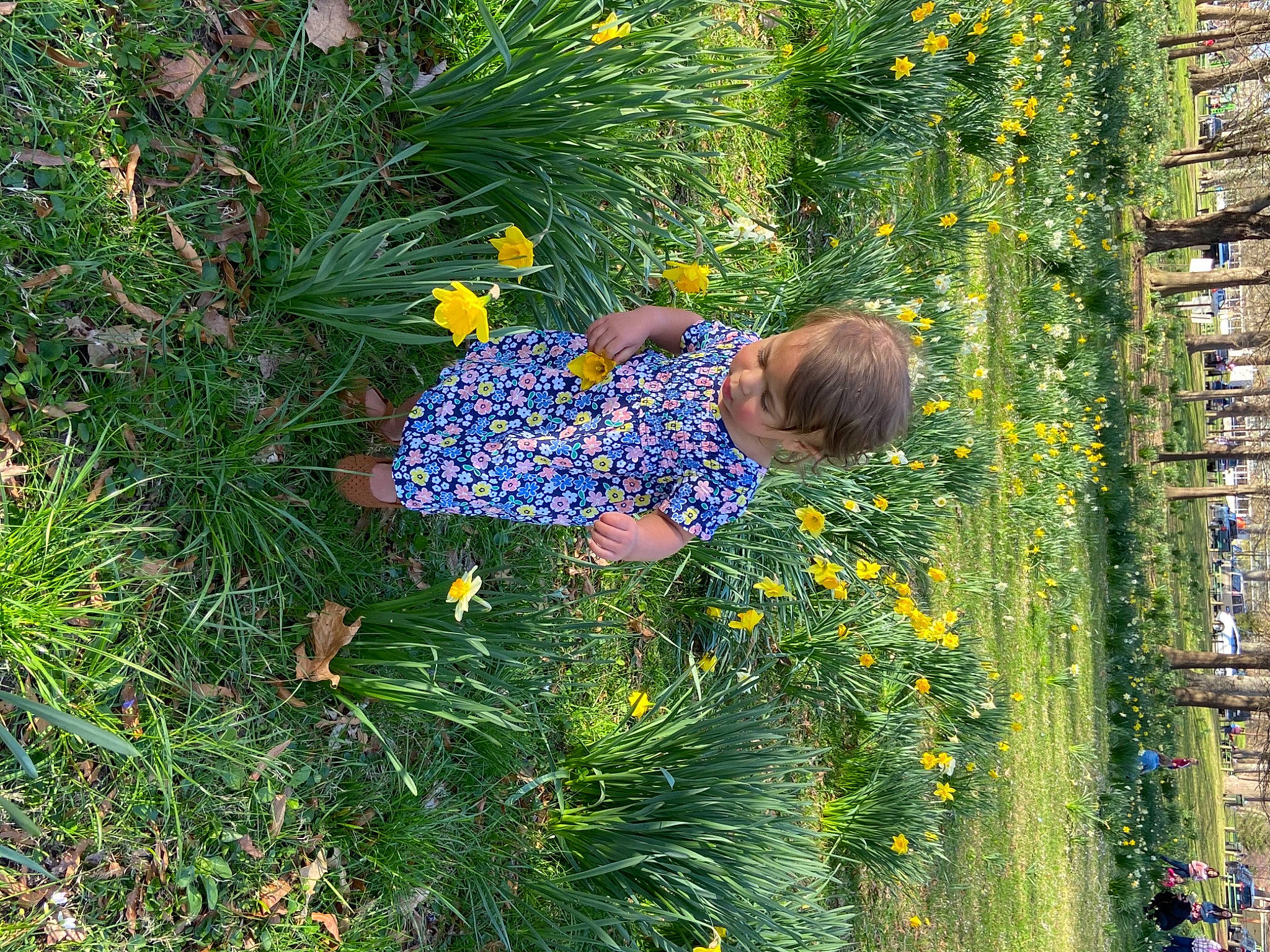 Sophia joined the competition — help win amazing prizes! annual_plant, electric_blue, field, flower, flowering_plant, garden, gardening, grass, grass_family, grassland, groundcover, herb, meadow, people_in_nature, person, plant, prairie, shrub, terrestrial_plant, toddler