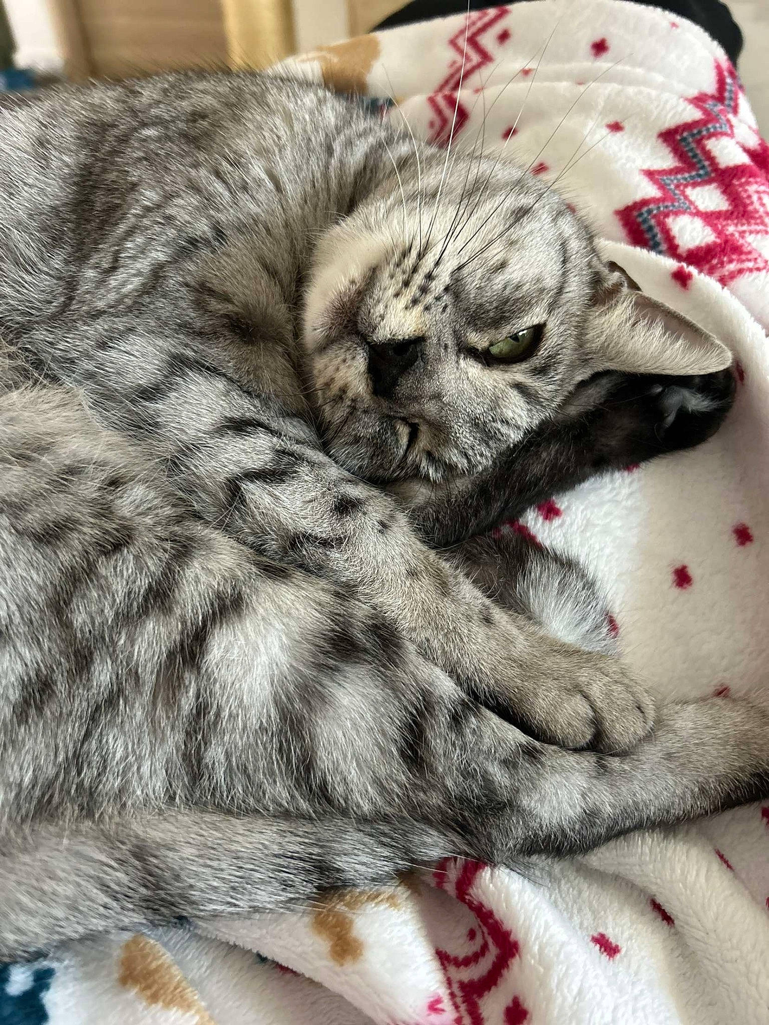 Billie participe au concours pour gagner de l'argent avec cette photo : carnivore, cat, claw, comfort, domestic_short_haired_cat, fawn, felidae, fur, grey, linens, nap, pattern, paw, photography, sleep, small_to_medium_sized_cats, terrestrial_animal, whiskers