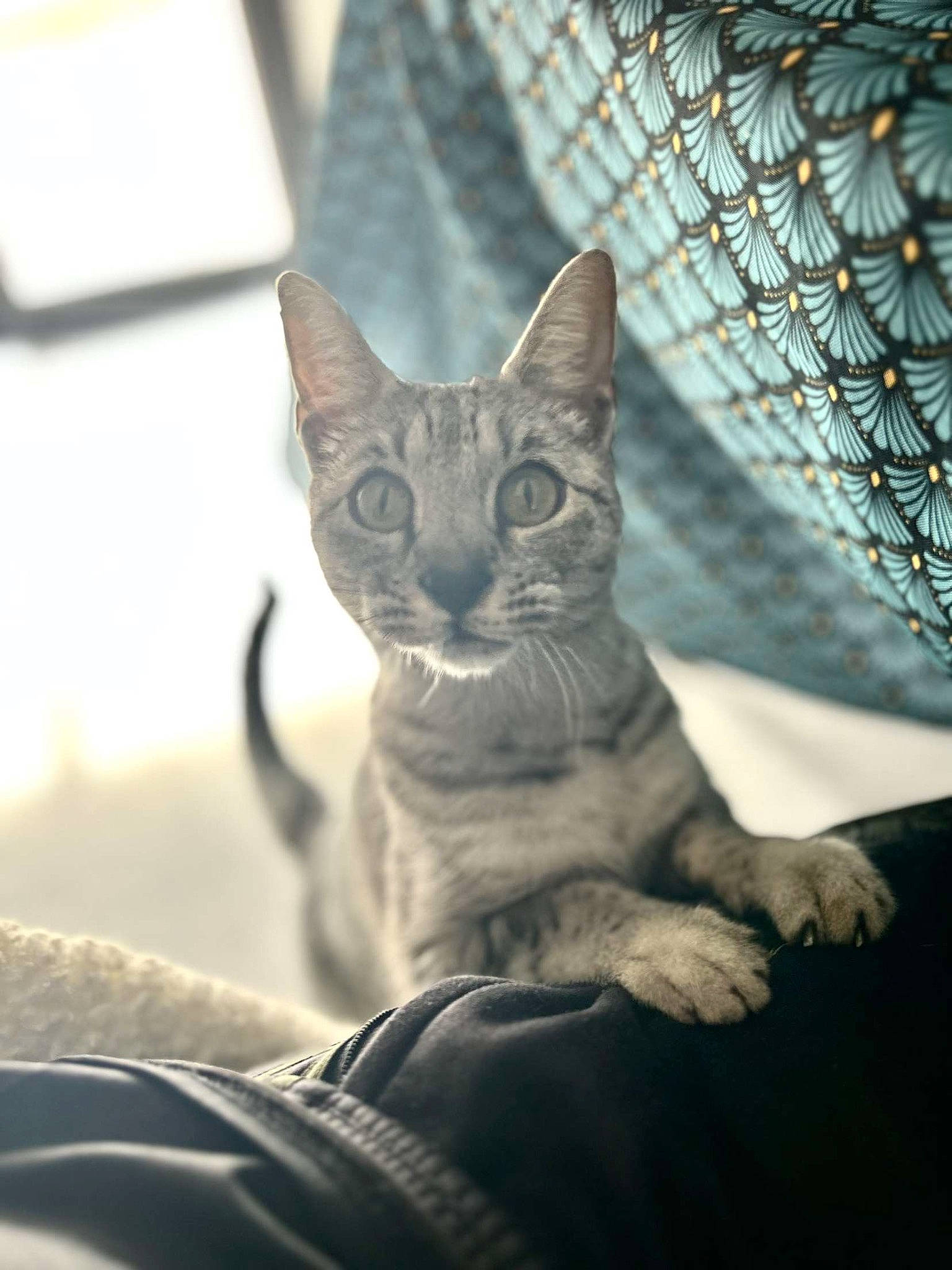 Billie participe au concours pour gagner de l'argent avec cette photo : carnivore, cat, close_up, comfort, domestic_short_haired_cat, fawn, felidae, fur, grey, mesh, metal, monochrome, monochrome_photography, small_to_medium_sized_cats, snout, tail, terrestrial_animal, whiskers, wildlife, window