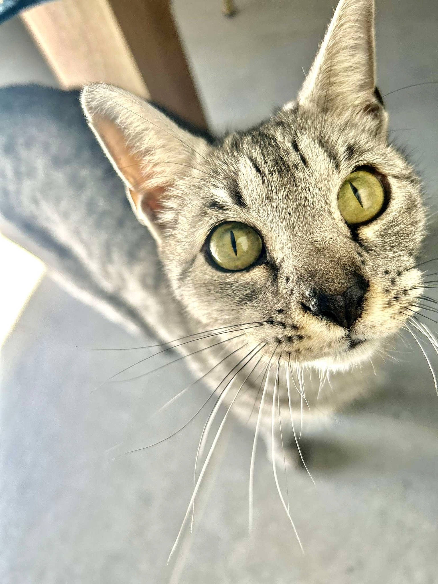 Billie a rejoint le concours — aidez-le/la à gagner de superbes lots ! carnivore, cat, domestic_short_haired_cat, felidae, fur, grass, small_to_medium_sized_cats, snout, terrestrial_animal, whiskers, wildlife, window