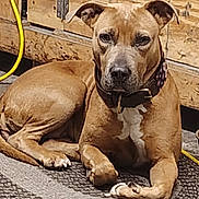 Pepper is registered to the contest to win money with this photo: animal, brown_dog, calm, canine, collar, companion, dog, ears, expression, floor, indoor, looking_at_camera, lying, mat, muzzle, paws, pet, resting, wooden_background, yellow_cord